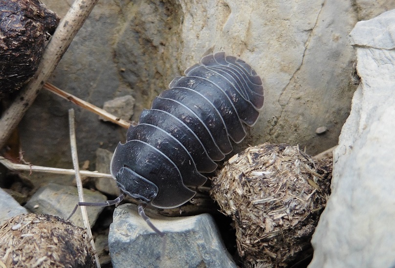 Armadillium vulgare?